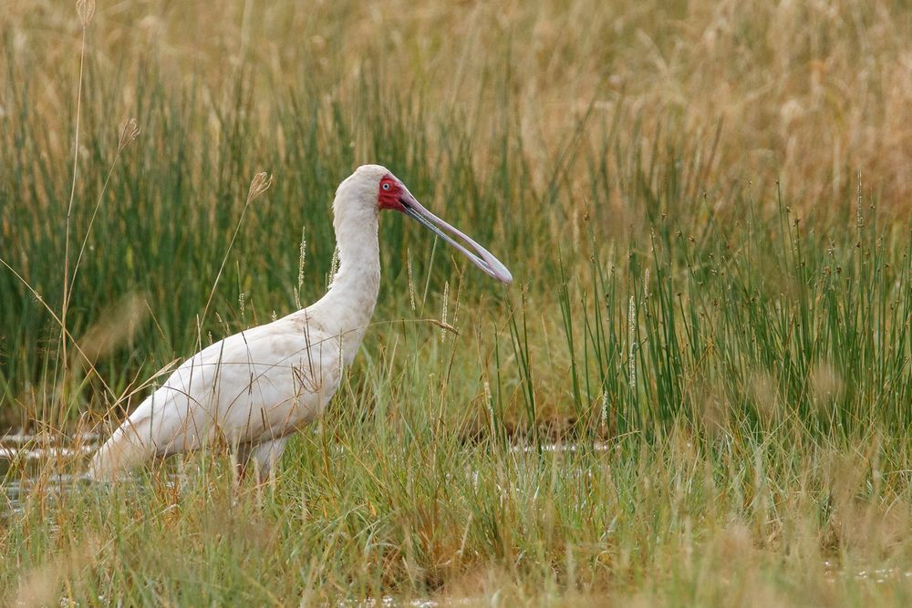 Afrikas Vogelwelt 4 - Schmalschnabellöffler