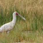 Afrikas Vogelwelt 4 - Schmalschnabellöffler