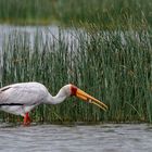 Afrikas Vogelwelt 5 - Nimmersatt