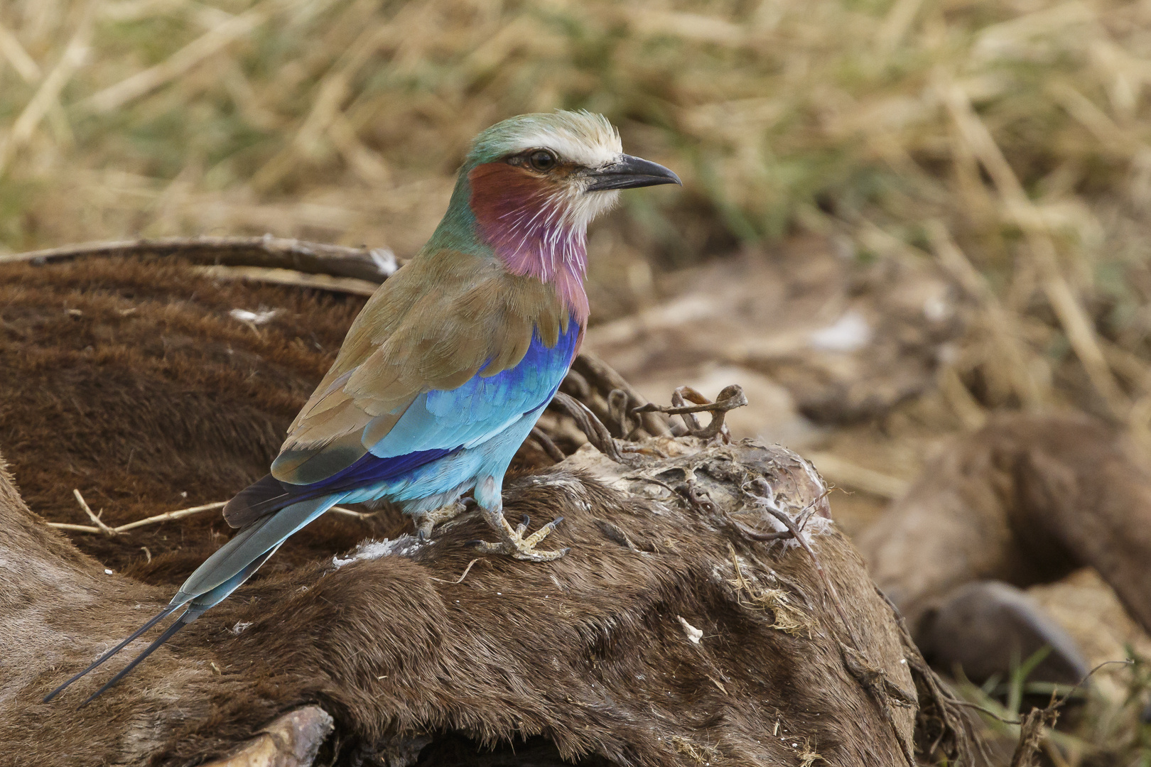 Afrikas Vogelwelt 7 - Gabelracke