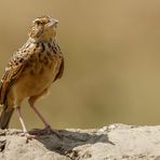 Afrikas Vogelwelt 8 - Steppenlerche