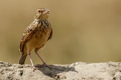 Afrikas Vogelwelt 8 - Steppenlerche