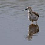 Afrikas Vogelwelt 9 - Kampfläufer Weibchen 