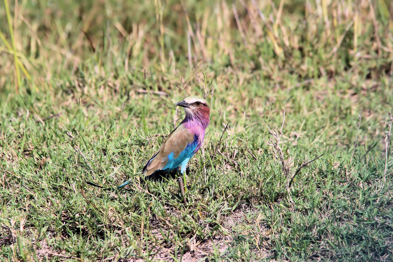 Afrikas Vogelwelt