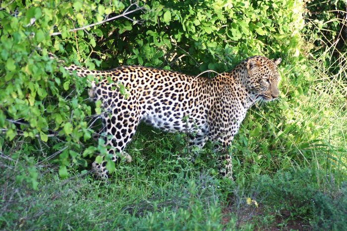 Afrika_Tsavo West_Leopard