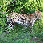 Afrika_Tsavo West_Leopard