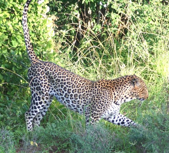 Afrika_Tsavo West_Leopard II