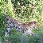 Afrika_Tsavo West_Leopard II