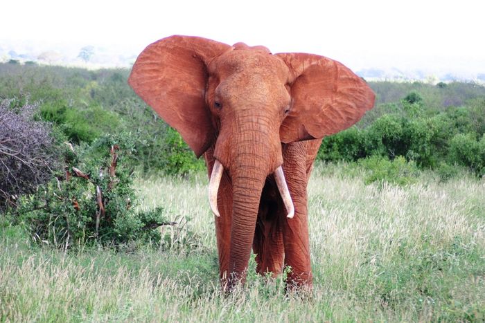 Afrika_Tsavo West_Roter Elefant