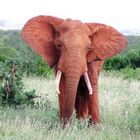 Afrika_Tsavo West_Roter Elefant