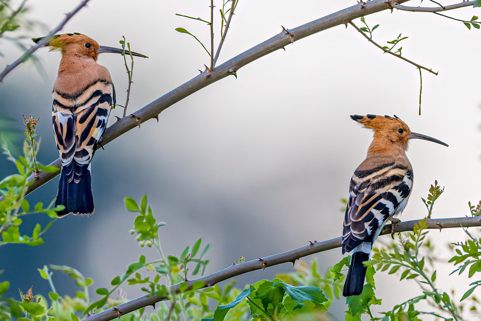 Afrikawiedehopf (African hoopoe)