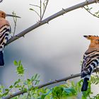 Afrikawiedehopf (African hoopoe)