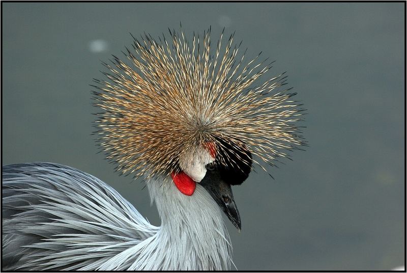 Afro-Look