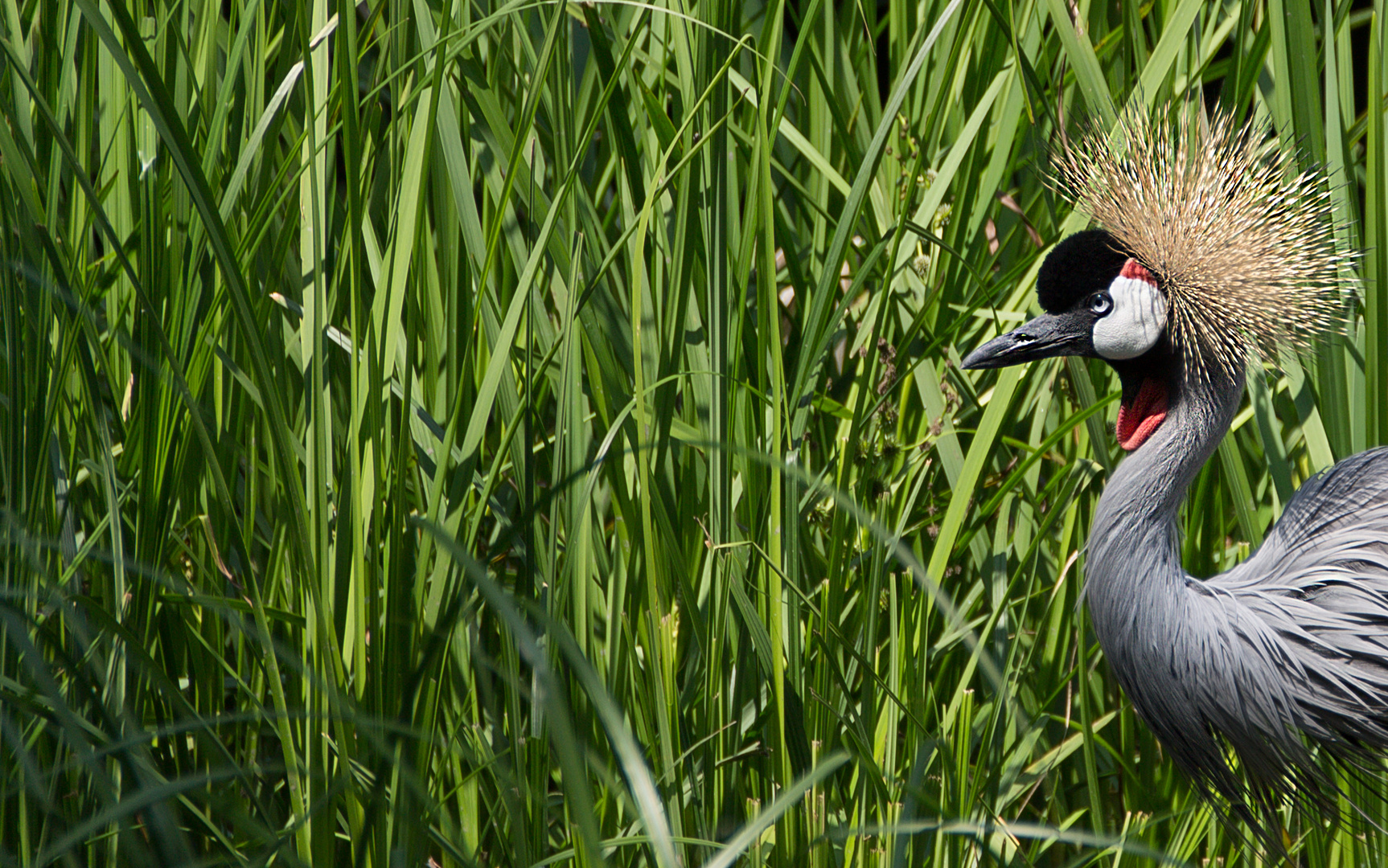 "Afro - Vogel" im Gras