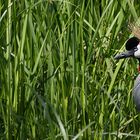 "Afro - Vogel" im Gras