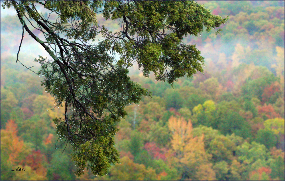 After a cool Autumn Rain.....