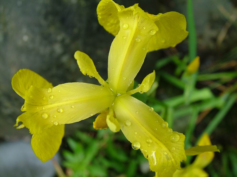 After a light Spring shower in Bodensee