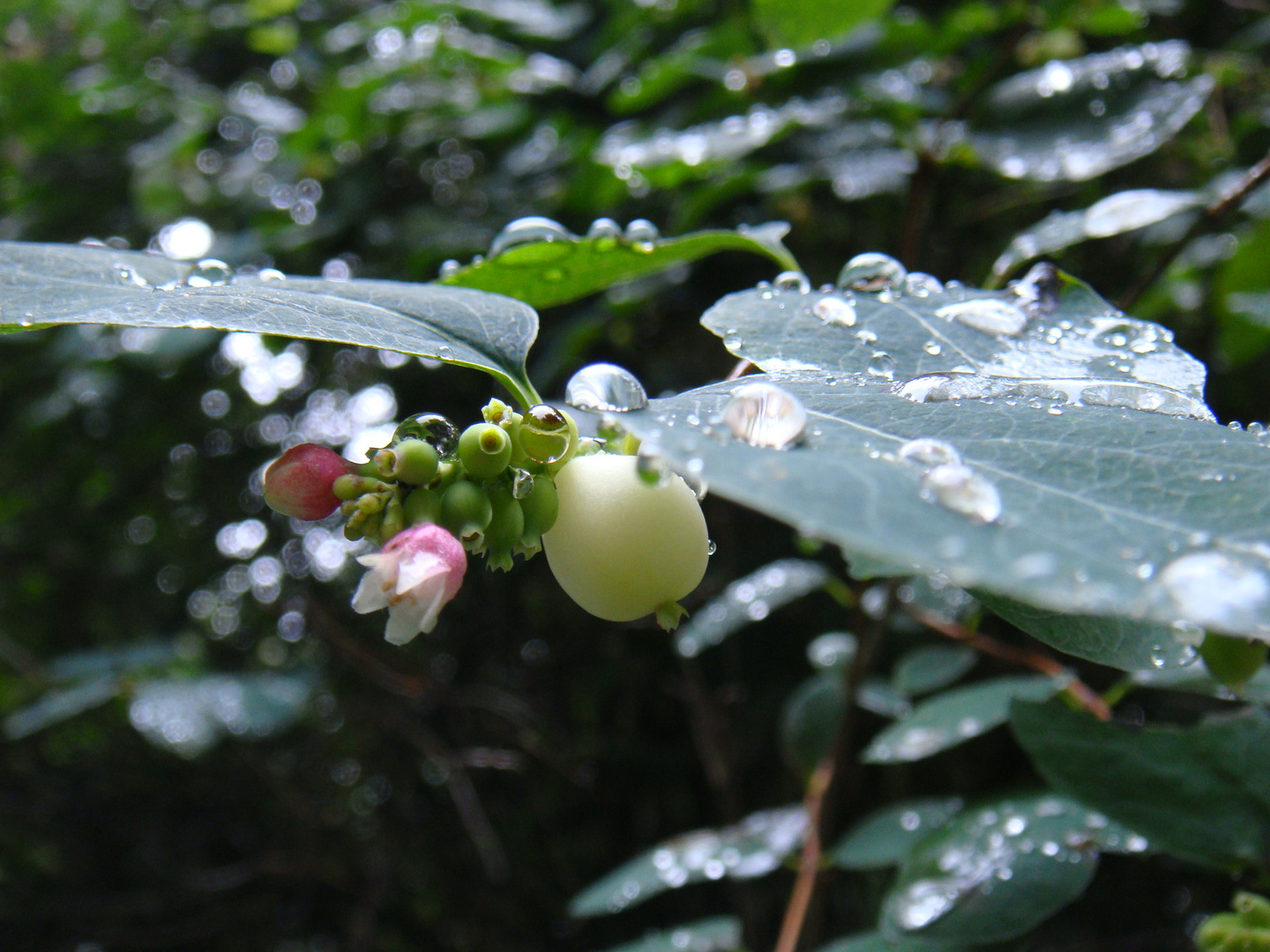 After a rain