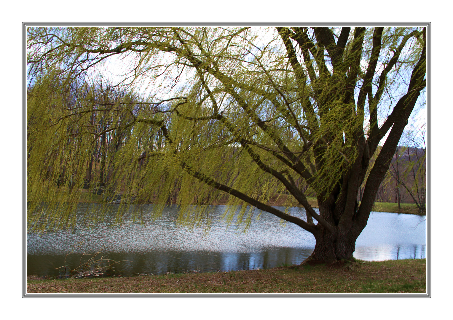 after a spring shower