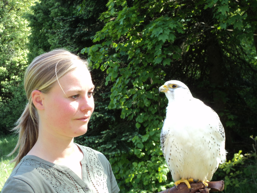 After Flugschau Shooting der Greifvögel auf Burg Rabenstein