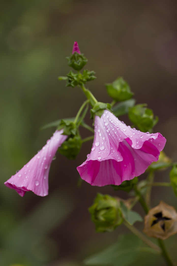 After heavy Rain