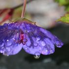 After rain 2