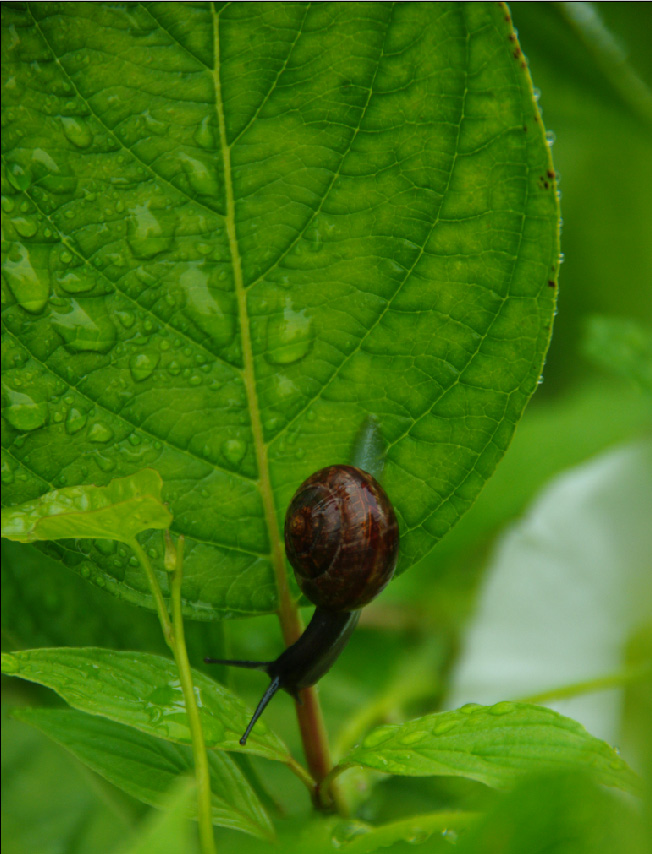 after rain