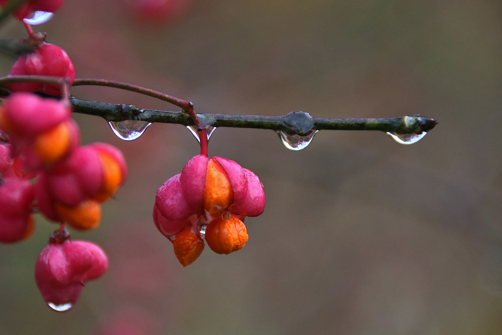 after rain