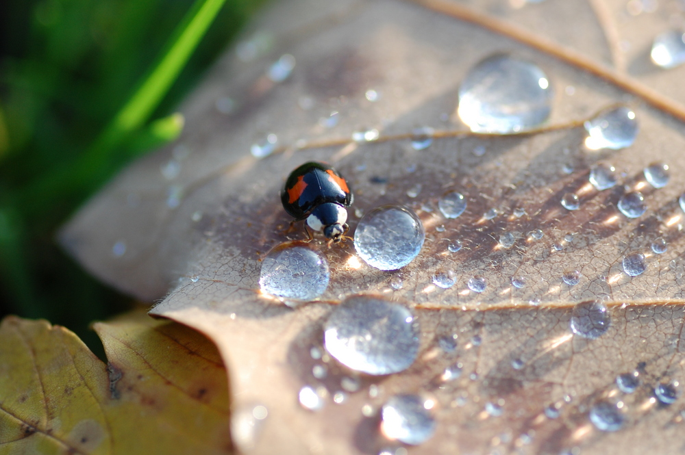 After Rain