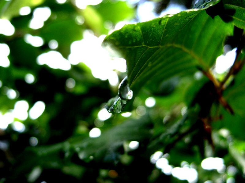 ...after rain...