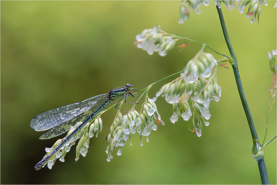 After rain .