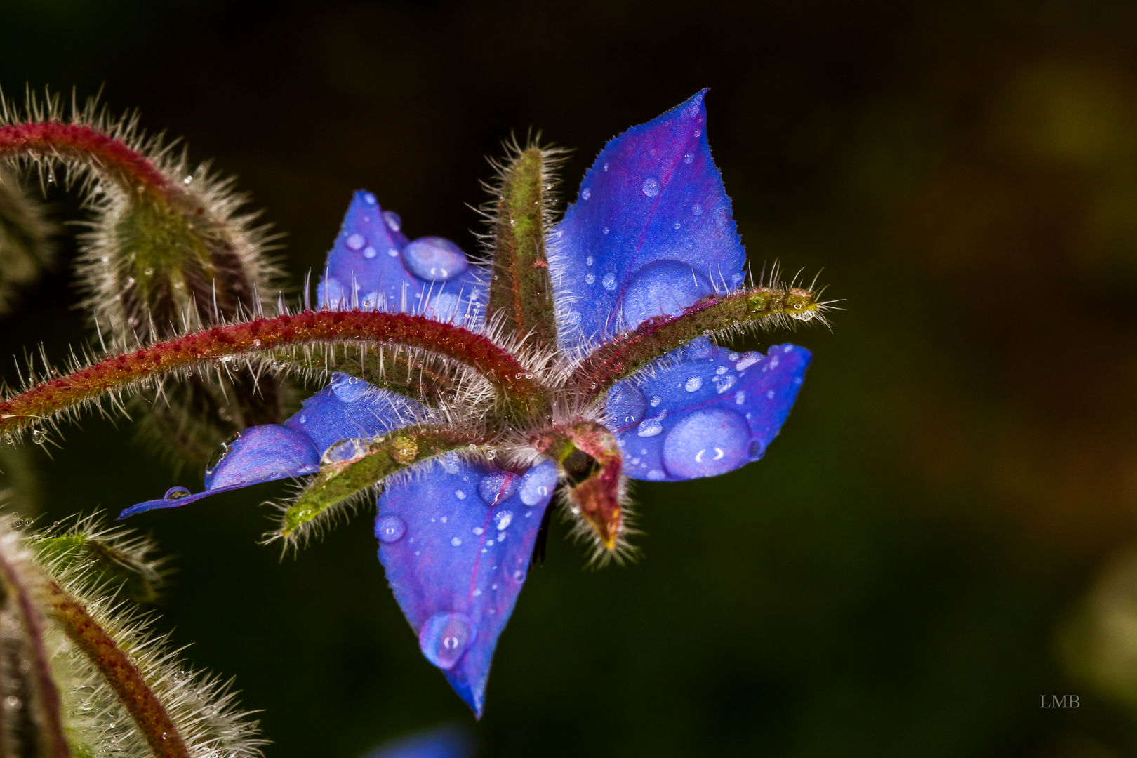 After Rain