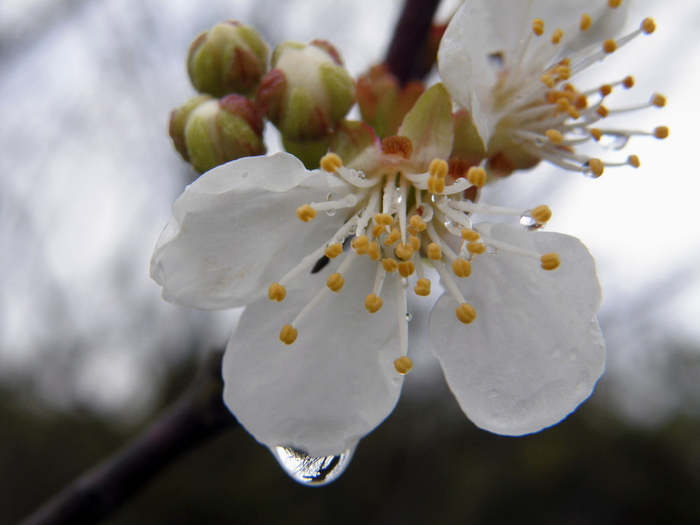 After rain II (colours)