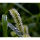 After rain [pussy willow]