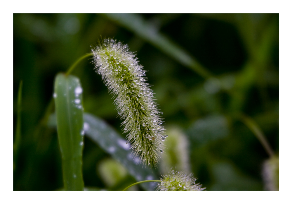 After rain [pussy willow]