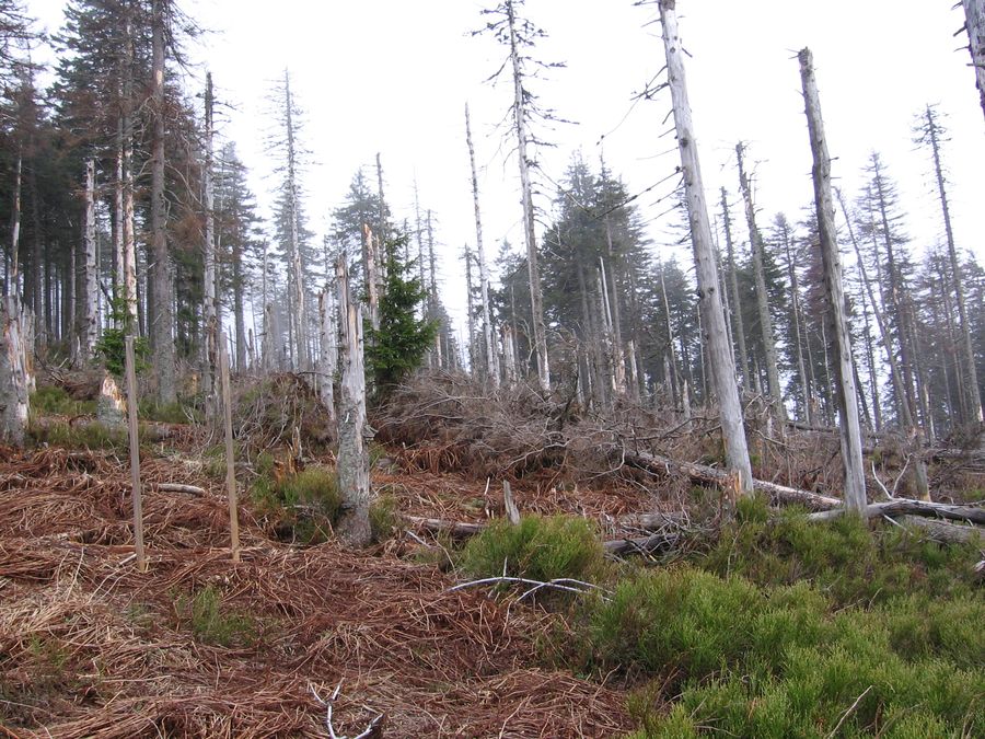 After the battle between wind and trees