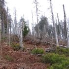 After the battle between wind and trees