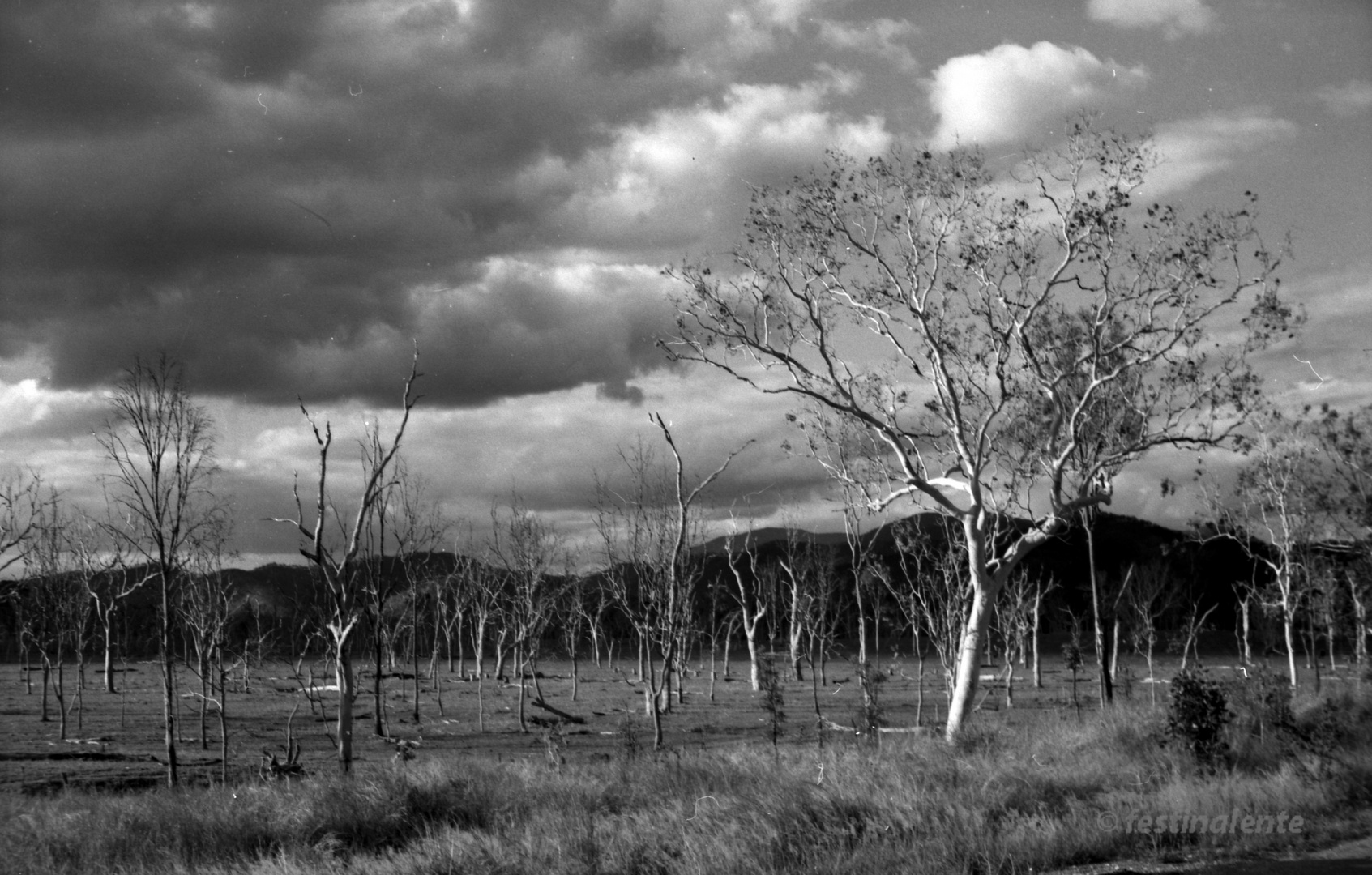 After the Bushfire