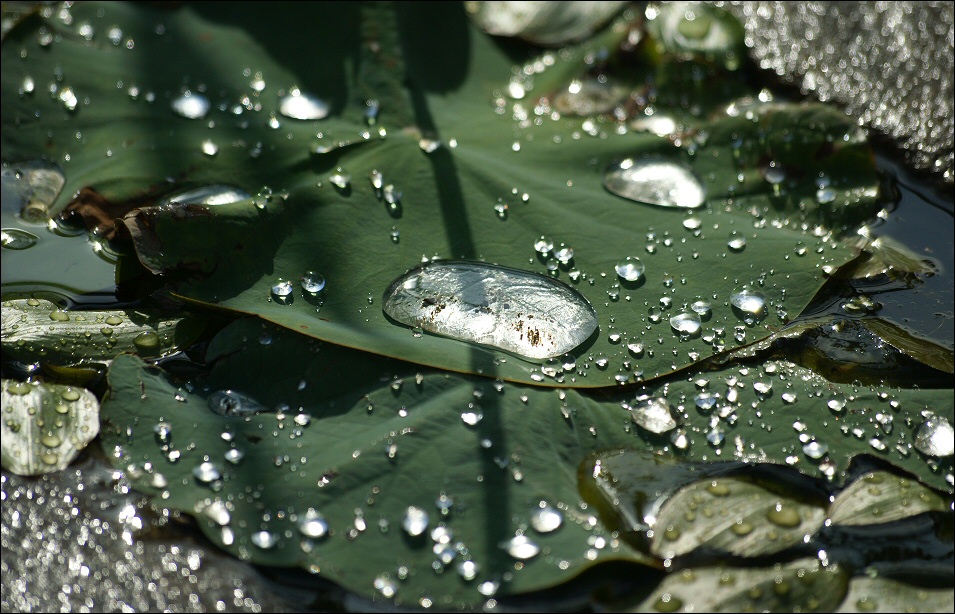 After the morning rain