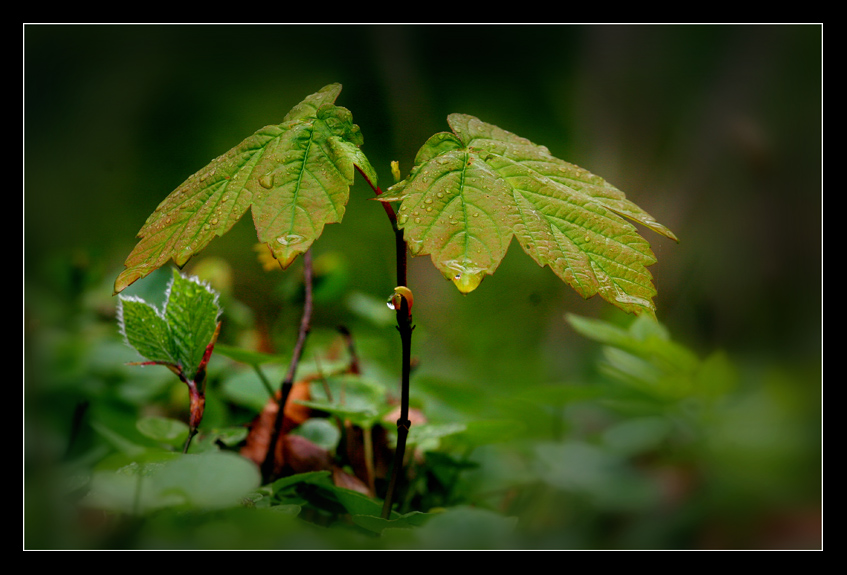 After the rain...