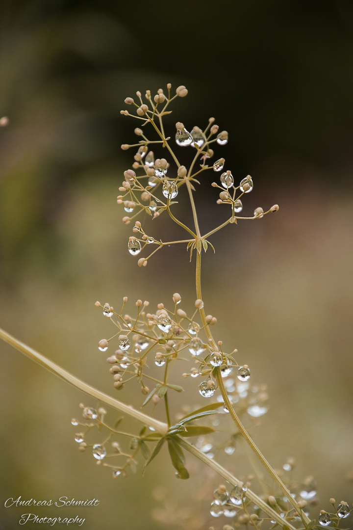 After the Rain