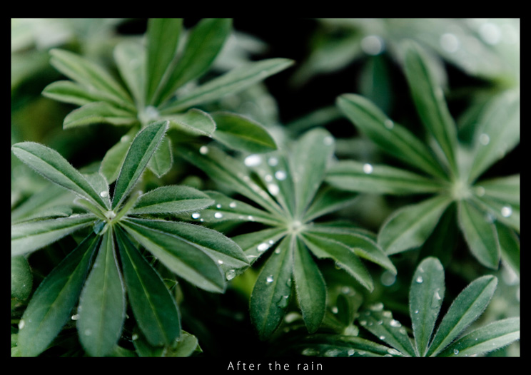 After the rain #1