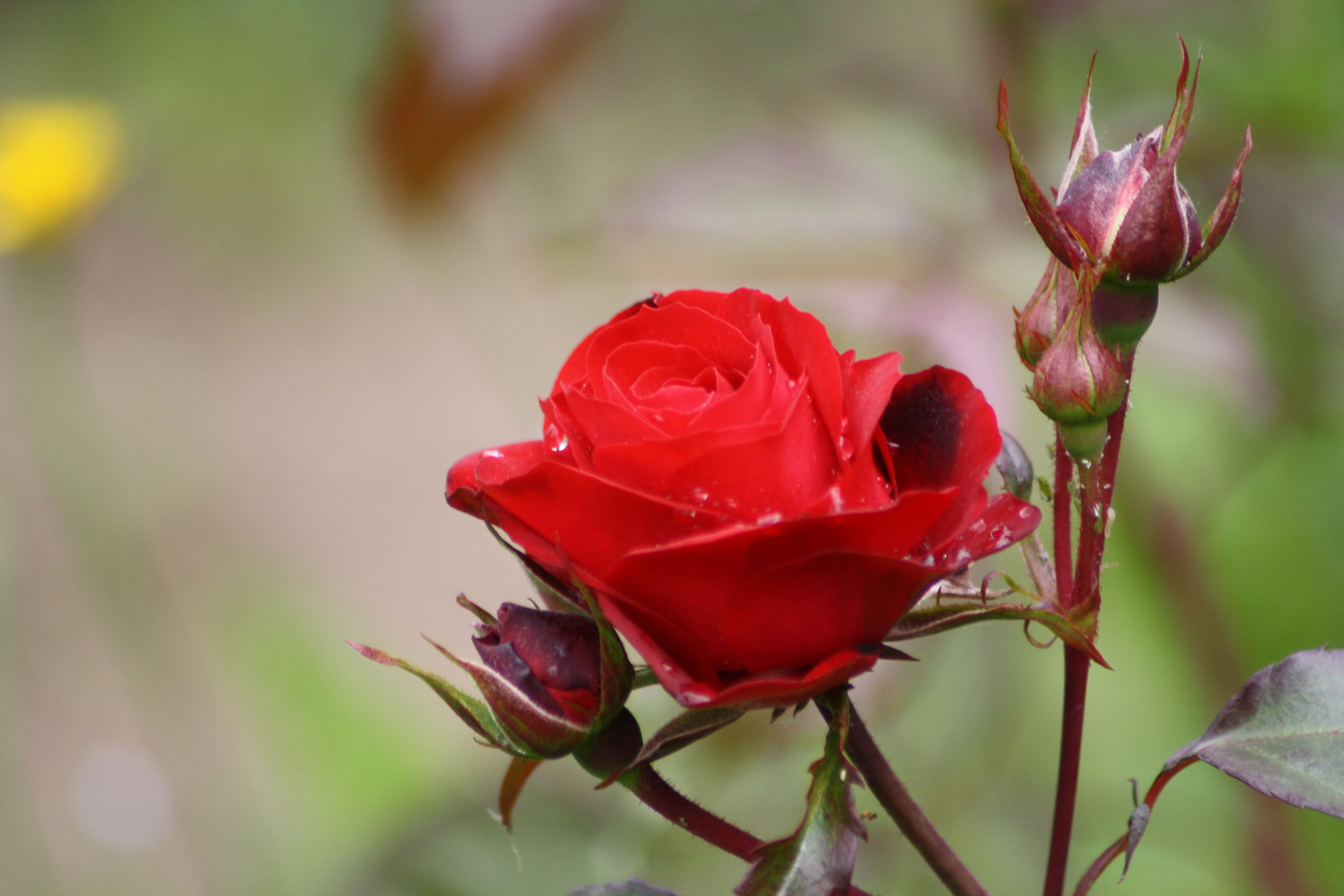 After the rain