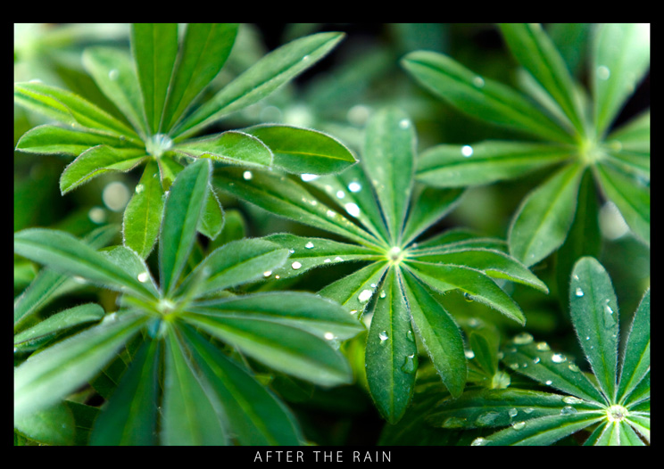 After the rain #2