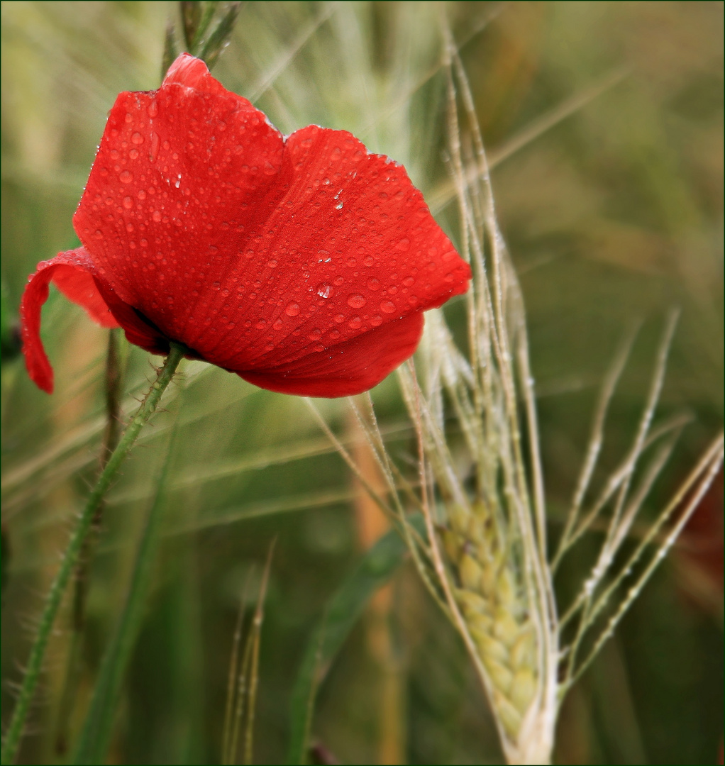 after the rain