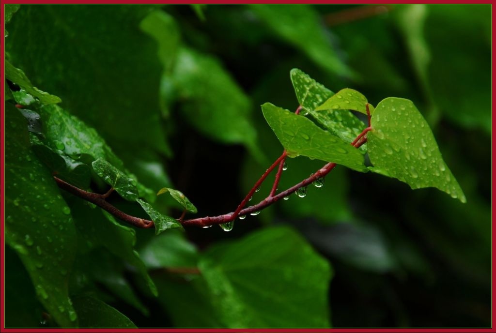 After the rain ...