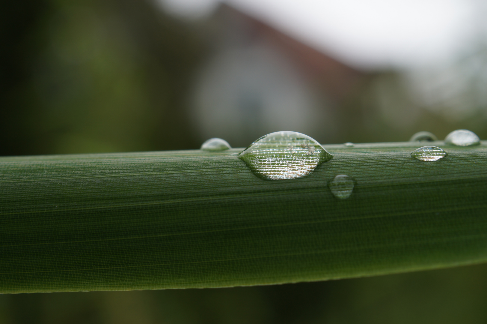 After the rain 3