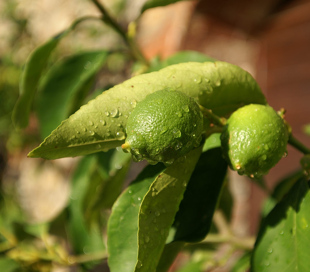 After the rain