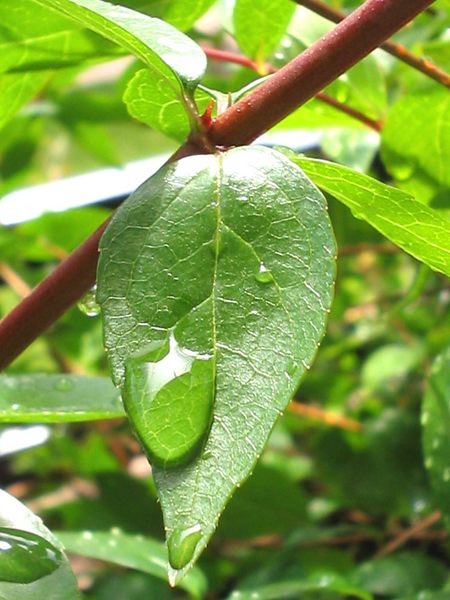 After the rain