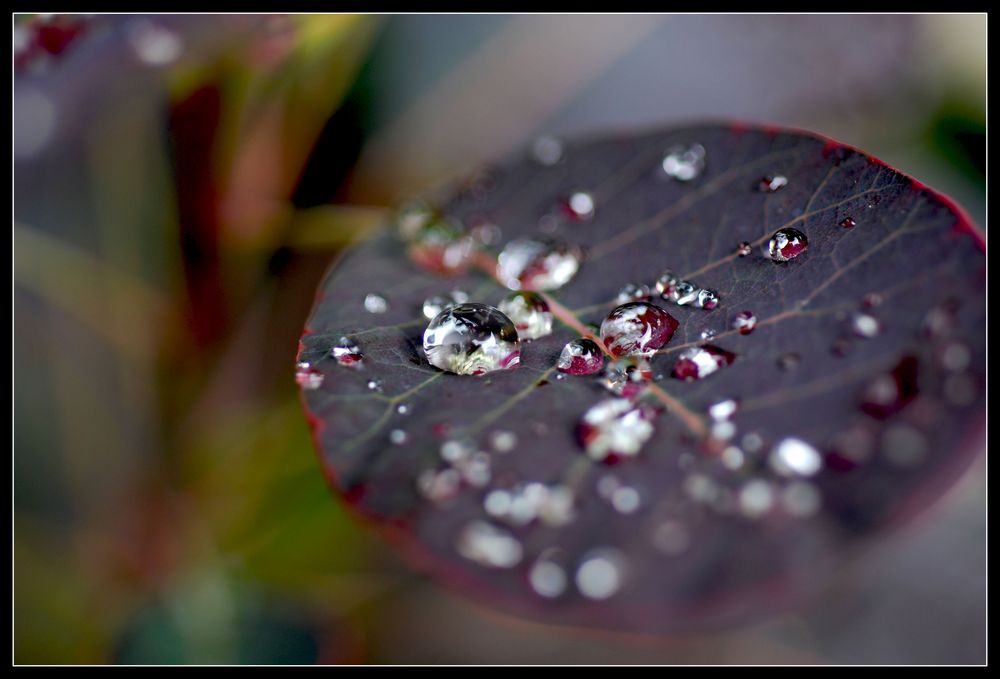 * AFTER THE RAIN *